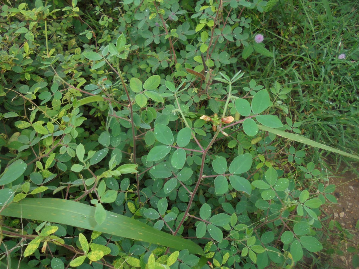 Chamaecrista absus (L.) H.S.Irwin & Barneby